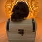 Crâne en Obsidienne avec coffret en bois
